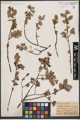 Foto von Salix aurita L.